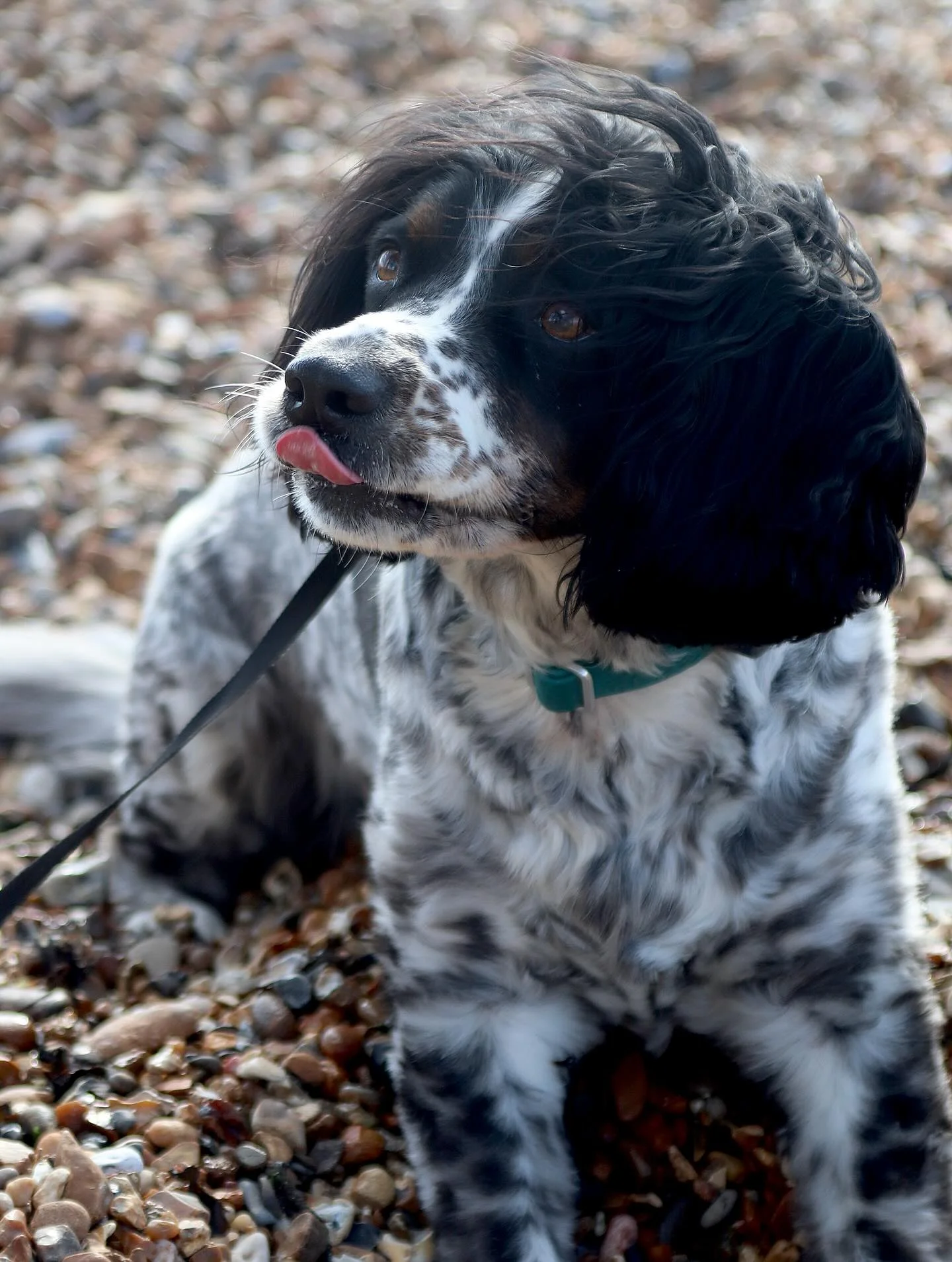 Adorable dog enjoying beach time