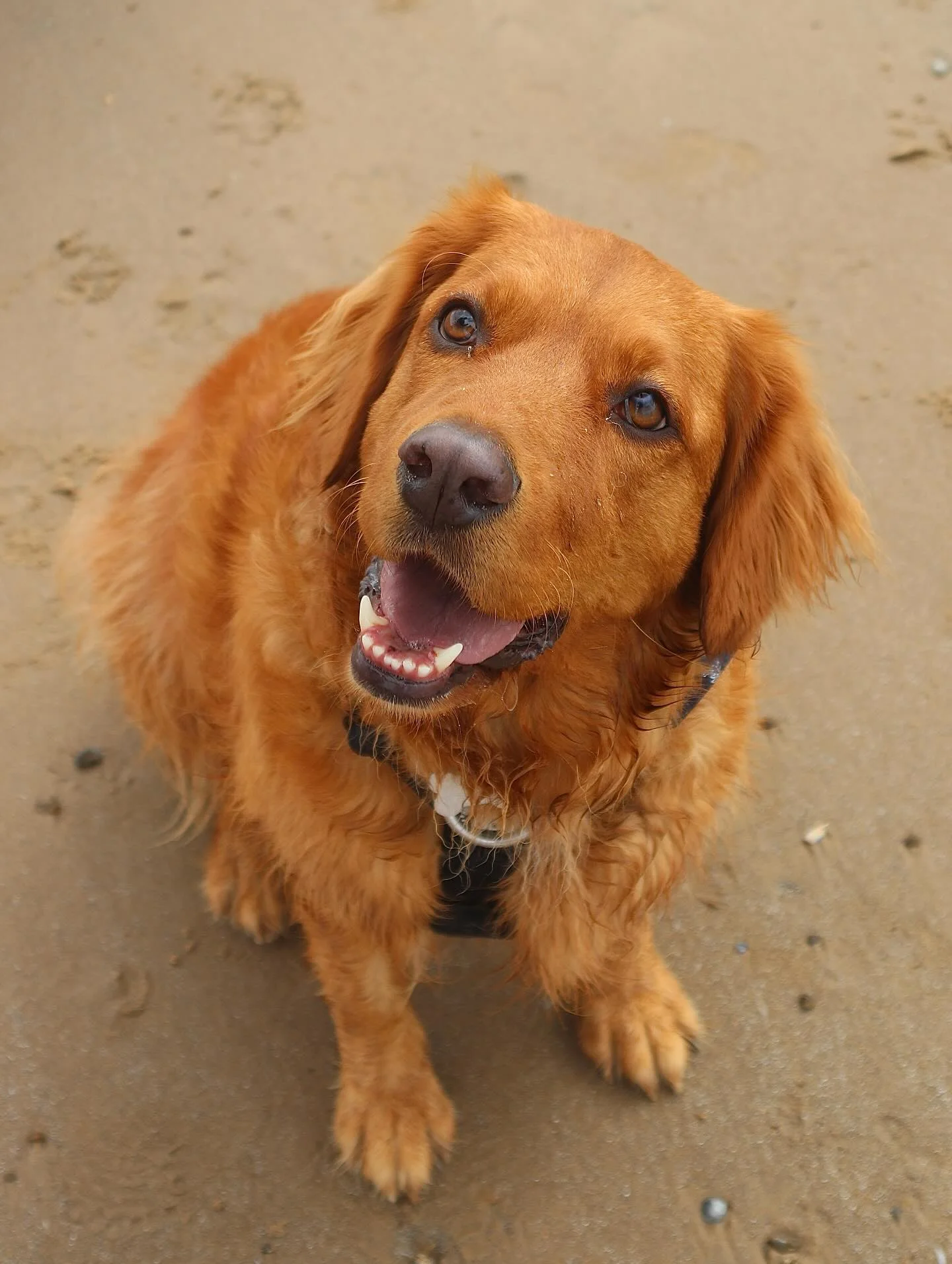 Alternative pet dog photography style