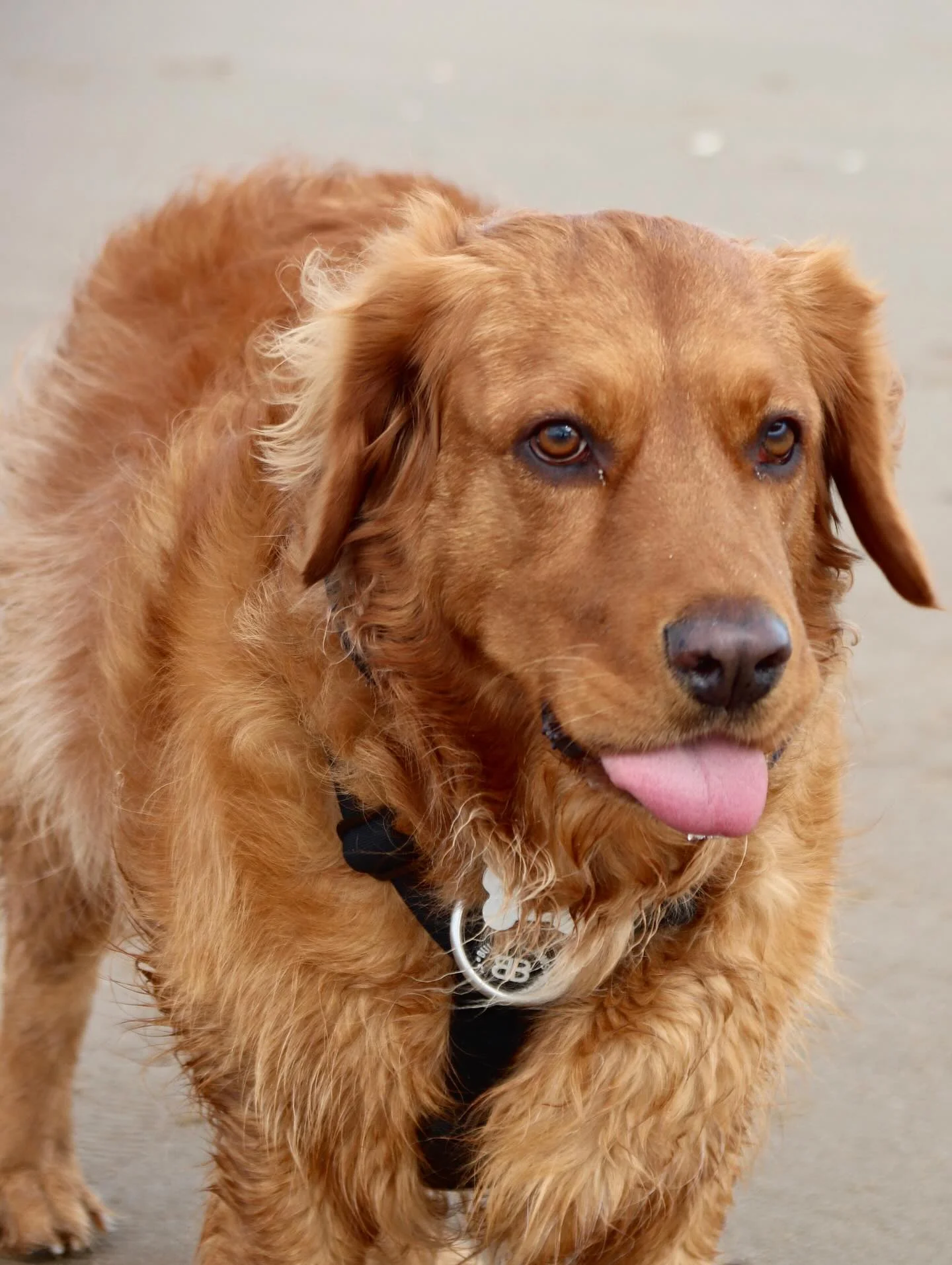 Professional pet dog portrait photography