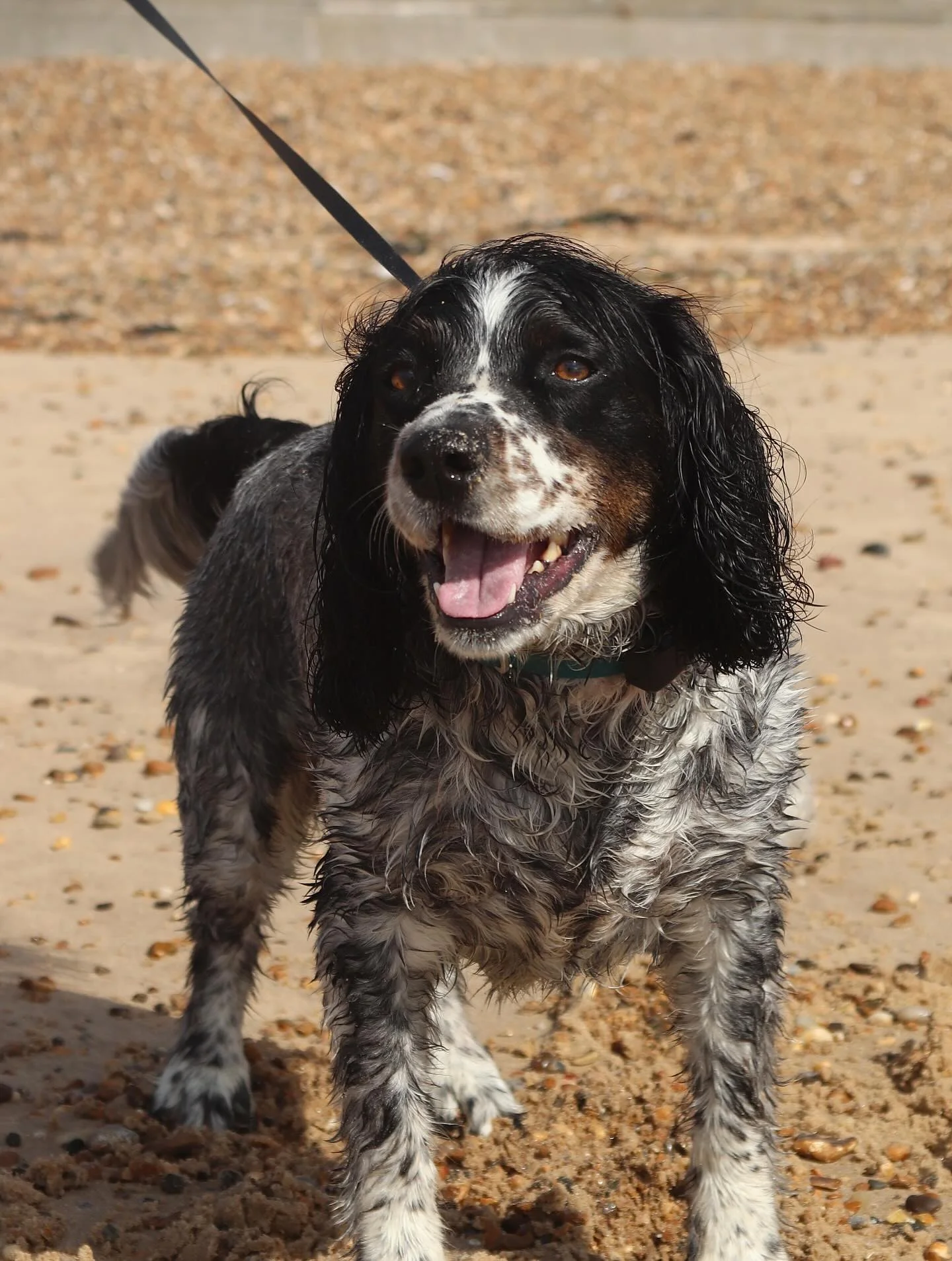 Beautiful pet photography collection